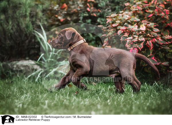Labrador Retriever Welpe / Labrador Retriever Puppy / MAB-02302