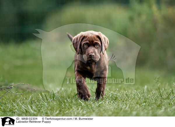 Labrador Retriever Welpe / Labrador Retriever Puppy / MAB-02304