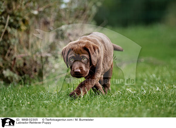 Labrador Retriever Welpe / Labrador Retriever Puppy / MAB-02305