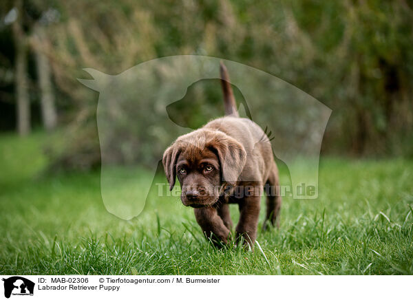 Labrador Retriever Welpe / Labrador Retriever Puppy / MAB-02306