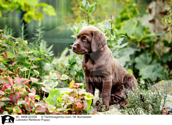 Labrador Retriever Welpe / Labrador Retriever Puppy / MAB-02308