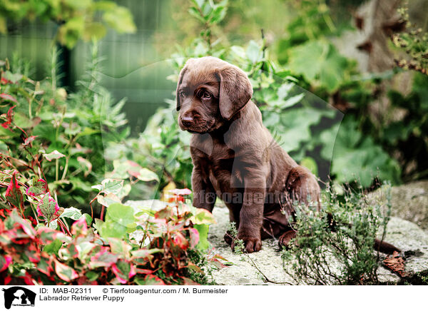 Labrador Retriever Welpe / Labrador Retriever Puppy / MAB-02311