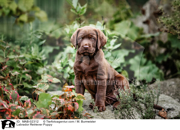 Labrador Retriever Welpe / Labrador Retriever Puppy / MAB-02312