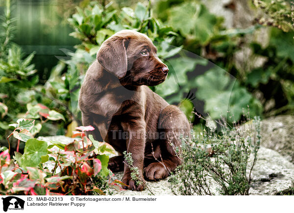 Labrador Retriever Puppy / MAB-02313