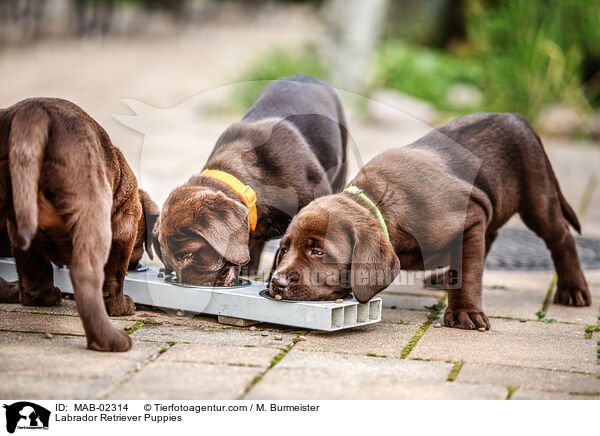 Labrador Retriever Welpen / Labrador Retriever Puppies / MAB-02314