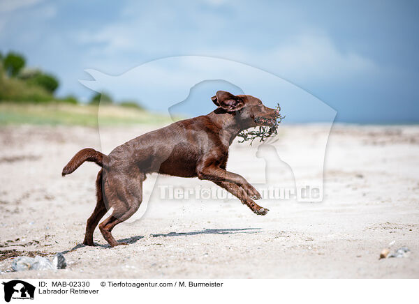 Labrador Retriever / Labrador Retriever / MAB-02330