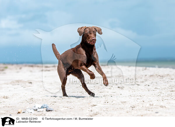 Labrador Retriever / Labrador Retriever / MAB-02340