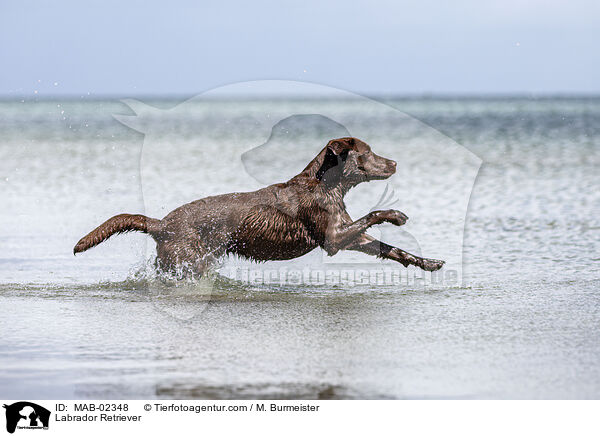 Labrador Retriever / Labrador Retriever / MAB-02348