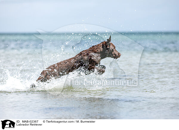 Labrador Retriever / Labrador Retriever / MAB-02367