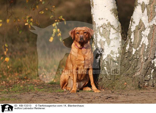 redfox Labrador Retriever / redfox Labrador Retriever / KB-13313