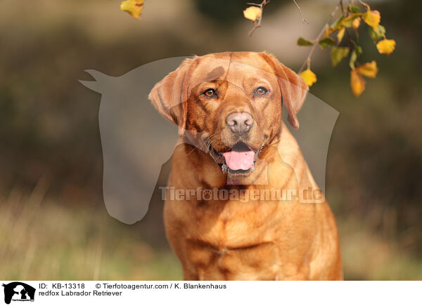 redfox Labrador Retriever / redfox Labrador Retriever / KB-13318