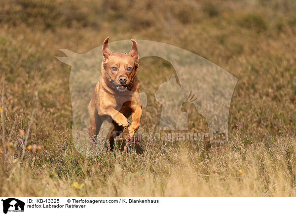 redfox Labrador Retriever / KB-13325