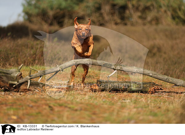 redfox Labrador Retriever / redfox Labrador Retriever / KB-13331