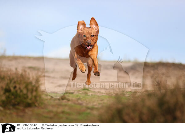 redfox Labrador Retriever / redfox Labrador Retriever / KB-13340