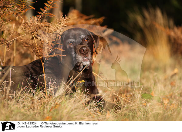 brauner Labrador Retriever Senior / brown Labrador Retriever Senior / KB-13524