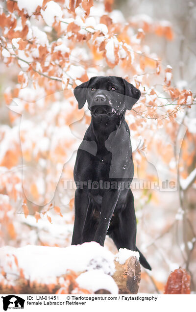 female Labrador Retriever / LM-01451