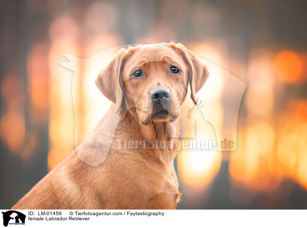 female Labrador Retriever / LM-01456