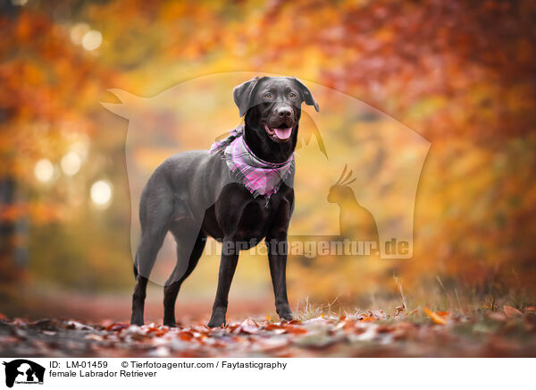 Labrador Retriever Hndin / female Labrador Retriever / LM-01459