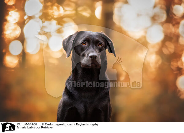 Labrador Retriever Hndin / female Labrador Retriever / LM-01460