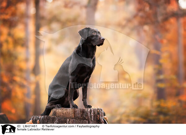 Labrador Retriever Hndin / female Labrador Retriever / LM-01461