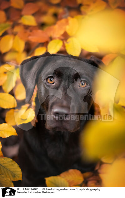 female Labrador Retriever / LM-01462