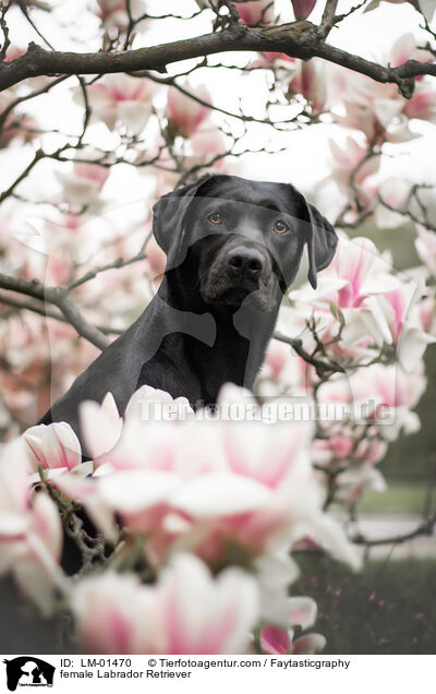 Labrador Retriever Hndin / female Labrador Retriever / LM-01470