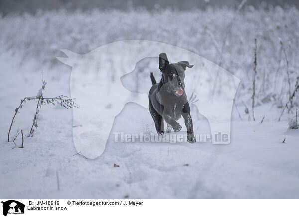 Labrador in snow / JM-18919