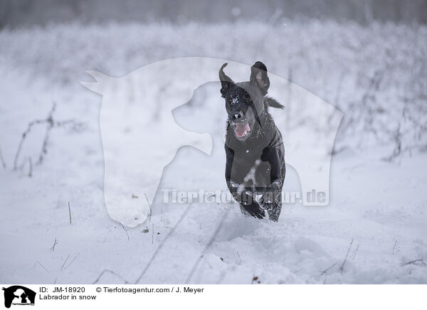 Labrador im Schnee / Labrador in snow / JM-18920