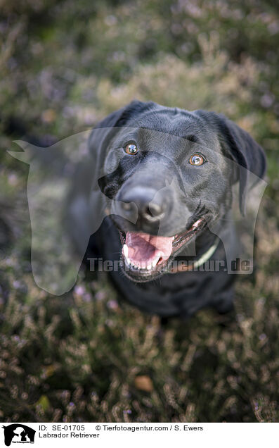 Labrador Retriever / Labrador Retriever / SE-01705