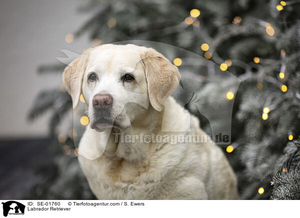 Labrador Retriever / Labrador Retriever / SE-01760