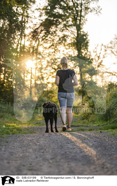 Labrador Retriever Rde / male Labrador Retriever / SIB-03199