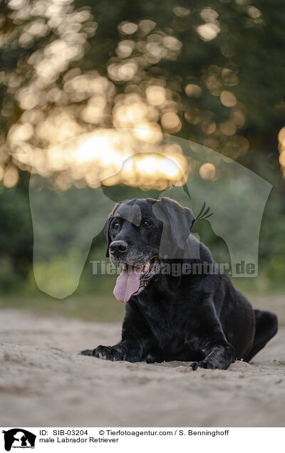 Labrador Retriever Rde / male Labrador Retriever / SIB-03204