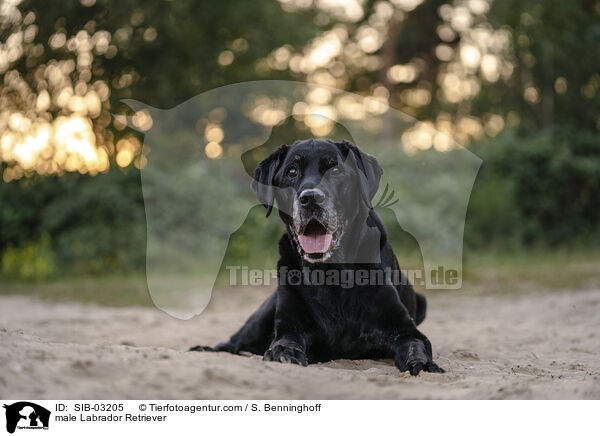 Labrador Retriever Rde / male Labrador Retriever / SIB-03205
