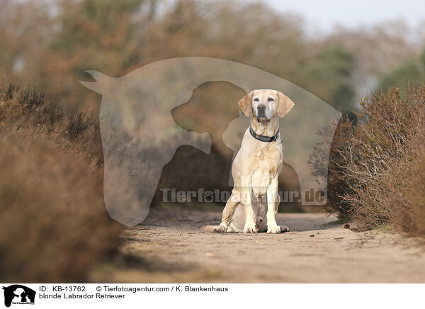 gelber Labrador Retriever / blonde Labrador Retriever / KB-13762