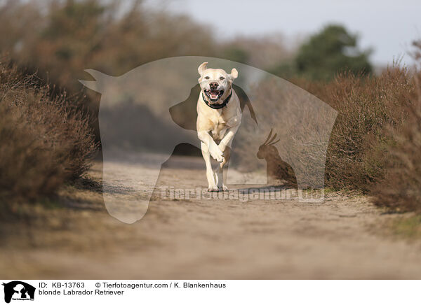 gelber Labrador Retriever / blonde Labrador Retriever / KB-13763
