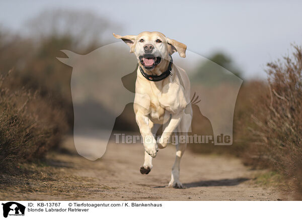 gelber Labrador Retriever / blonde Labrador Retriever / KB-13767