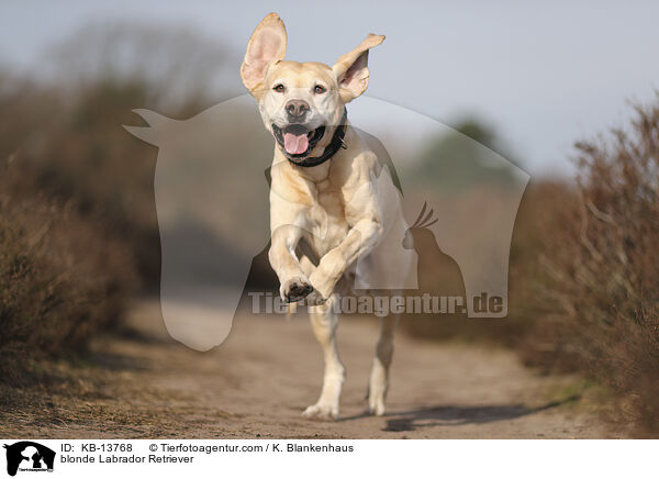 gelber Labrador Retriever / blonde Labrador Retriever / KB-13768