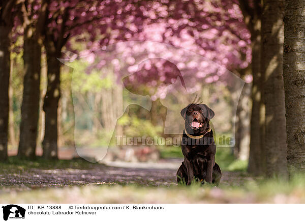chocolate Labrador Retriever / KB-13888