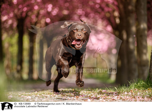 brauner Labrador Retriever / chocolate Labrador Retriever / KB-13889