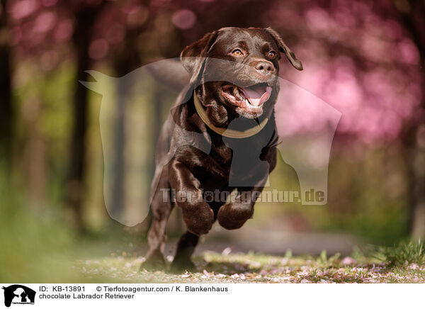 brauner Labrador Retriever / chocolate Labrador Retriever / KB-13891