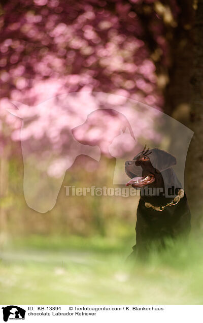 brauner Labrador Retriever / chocolate Labrador Retriever / KB-13894