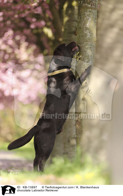 brauner Labrador Retriever / chocolate Labrador Retriever / KB-13897