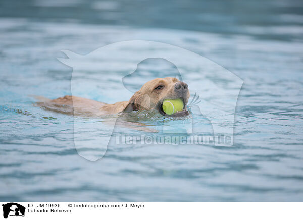 Labrador Retriever / Labrador Retriever / JM-19936