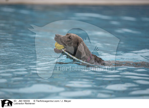 Labrador Retriever / Labrador Retriever / JM-19939