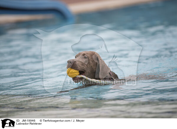 Labrador Retriever / JM-19946