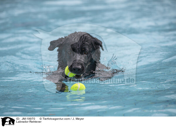 Labrador Retriever / Labrador Retriever / JM-19970