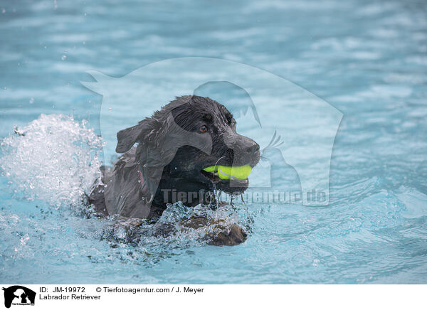 Labrador Retriever / Labrador Retriever / JM-19972