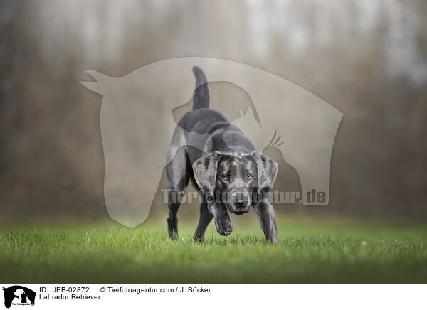 Labrador Retriever / Labrador Retriever / JEB-02872