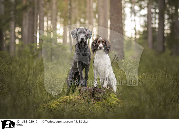 Hunde / dogs / JEB-02910