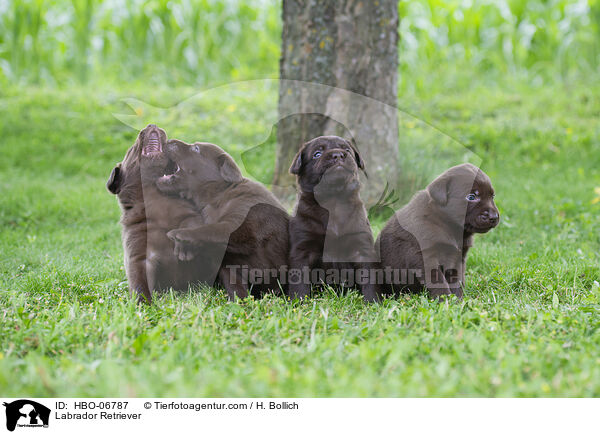 Labrador Retriever / Labrador Retriever / HBO-06787
